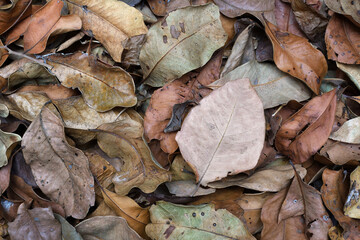 Flat top view pile of dry wilted Autumn Fall leaves filling the frame soft lighting