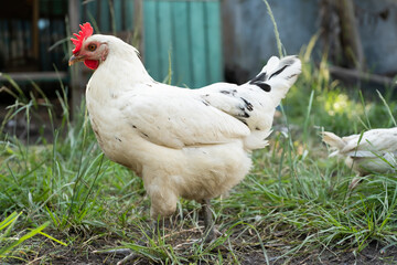 White hen on the farm. Macro shooting