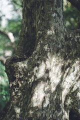 Fototapeta na wymiar 春のトレッキング 森の登山道の木の幹