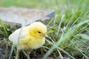 Chicks are sick on the farm. Macro shoot