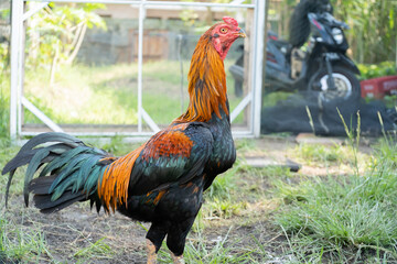 Rooster on a farm in the meadow