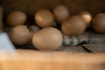 chicken eggs in a cage in the farm coop