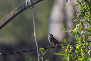 gorri&oacute;n sobre cable 2