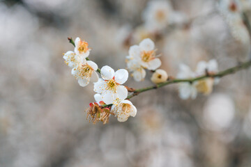 cherry blossom in spring