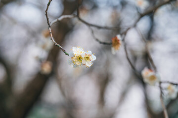 cherry blossom in spring