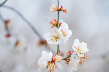 cherry blossom in spring