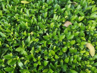  Nature view of green plants. Green leaf wall texture background.Environmental freshness wallpaper concept.