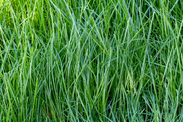 bright sun on the grass near the house in the backyard, lawn has grown