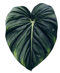 Green leaf . Beauty leave, veins, sinus of philodendron gloriosum © kanpisut