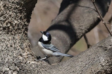 シジュウカラ型にはまる