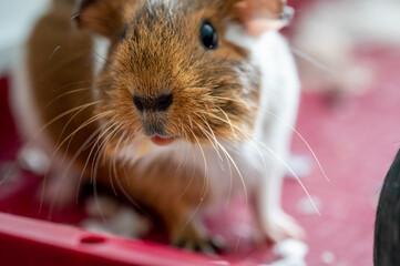Guinea pig with inquisitive expression looking at the camera