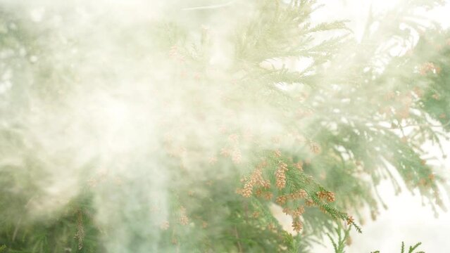 飛散するスギ花粉のスロー映像.
