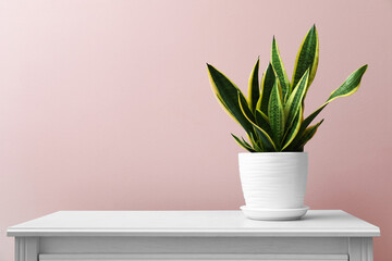 Snake plant on table near pink wall