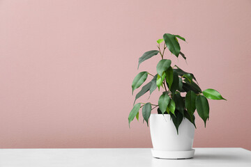 Ficus benjamina on table near pink wall