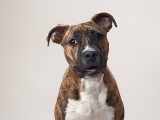 Cute brindle Staffordshire Terrier puppy. Dog on a light background, close-up portrait