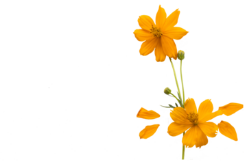 orange flowers cosmos arrangement flat lay postcard style 