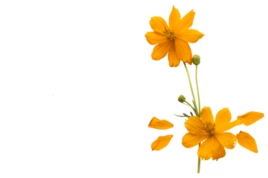 orange flowers cosmos arrangement flat lay postcard style 