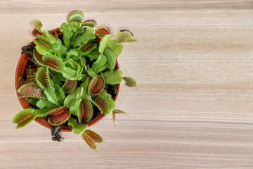 Dionaea muscipula on light wooden background