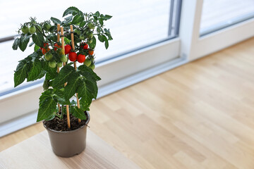 Tomatoes in pot on floor near window