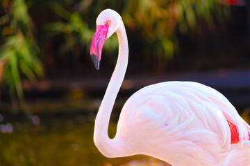 Greater flamingo (Phoenicopterus roseus). Graceful bird