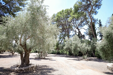 View of beautiful olive trees in park