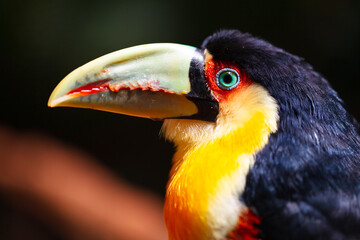 Toucan