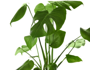 Green Monstera on white background, closeup