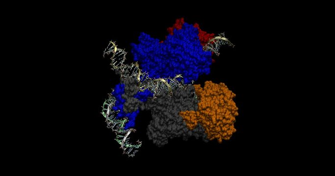 RAG endonuclease in complex with 12-RSS and 23-RSS substrate DNAs, 3D molecule 4K spinning