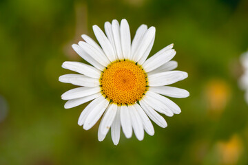 Obraz na płótnie Canvas Close-up of common daisy, turkish name 