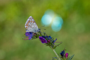 a wonderful butterfly with an overhead blue wing color, Polyommatus bellargus	