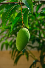 green mango on tree