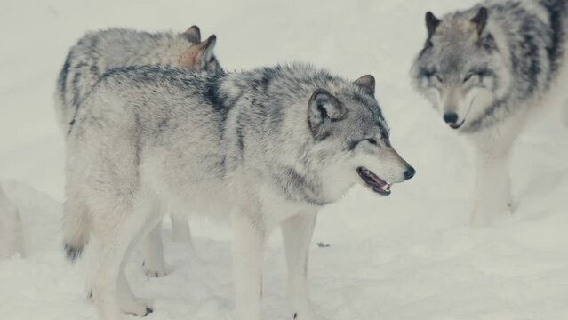 Herd Of Gray Wolves Hunting For Food In Winterly Landscape. Slow Motion