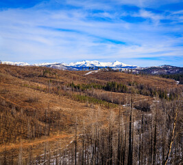 Trees and snow covered earth scorched by the Caldor Fire on Emigrant Pass in the Sierra Nevada Mountains near Lake Tahoe, Northern California