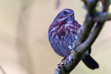 A male Song Sparrow perched on a tree branch in Puyallup, Washington.