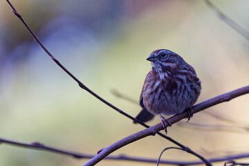 A male Song Sparrow perched on a tree branch in Puyallup, Washington.