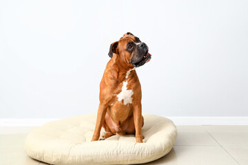 Boxer dog sitting in pet bed near light wall