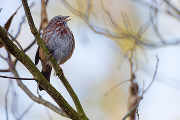 A male Song Sparrow perched on a tree branch in Puyallup, Washington.