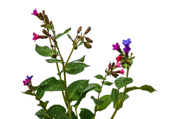 Pulmonaria bush with pink and lilac flowers and spotted leaves isolated on white or transparent...