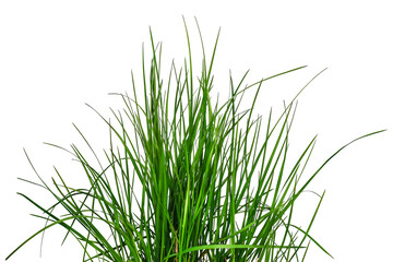 Bush of green lush grass isolated on white or transparent background. Raster clipart of the spring...