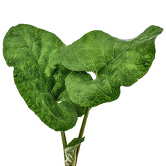 Two young Arctium lappa leaves isolated on white or transparent background. Raster clipart of the...