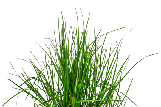 Bush of green lush grass isolated on white or transparent background. Raster clipart of the spring herb