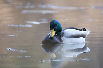 Close-up of a mallard swimming on the water