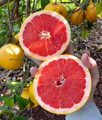 Farmer holds two halves of a cut juicy grapefruit in his hand. Cut grapefruit from a branch. Delicious and ripe citrus fruits at harvest time. Citrus harvest season in Mediterranean