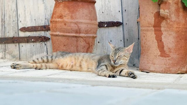 Cat is resting on the ground of small village lane. Crete. Greece