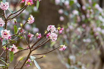 春に咲くいい香りのする沈丁花の花