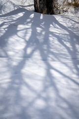 tree shadows