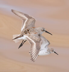 Dunlin in flight