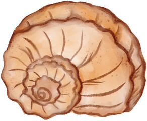 sea shell watercolor png