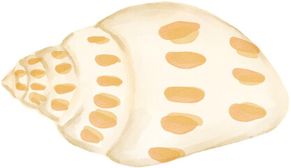 sea shell watercolor png