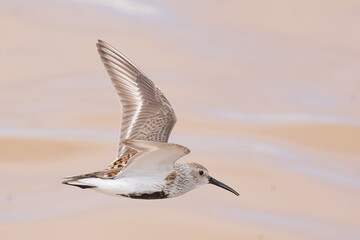 Dunlin in flight